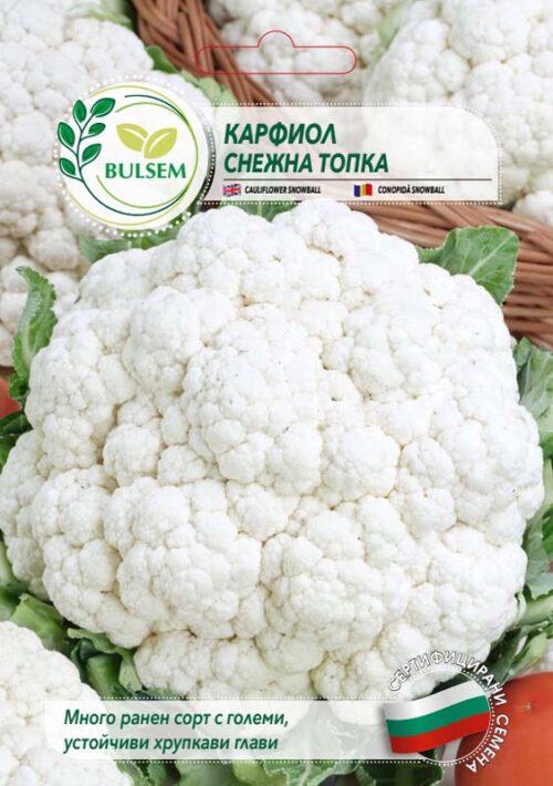 Карфиол Снежна топка