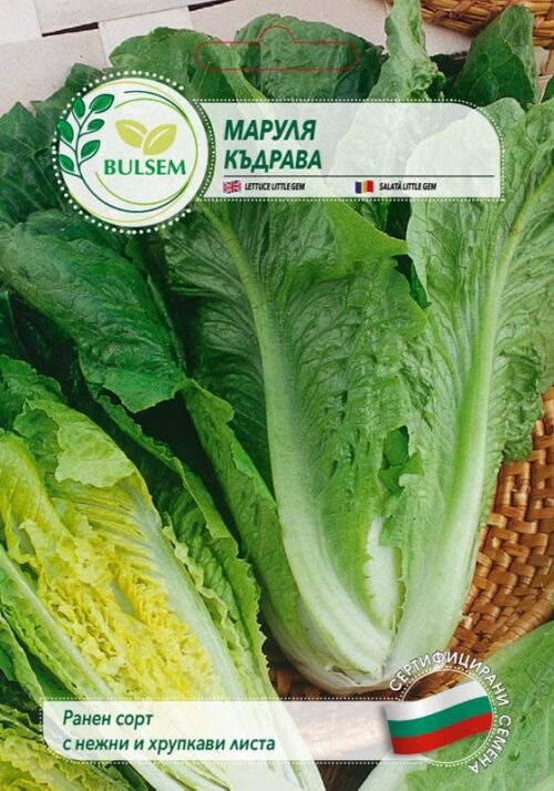 Маруля Къдрава