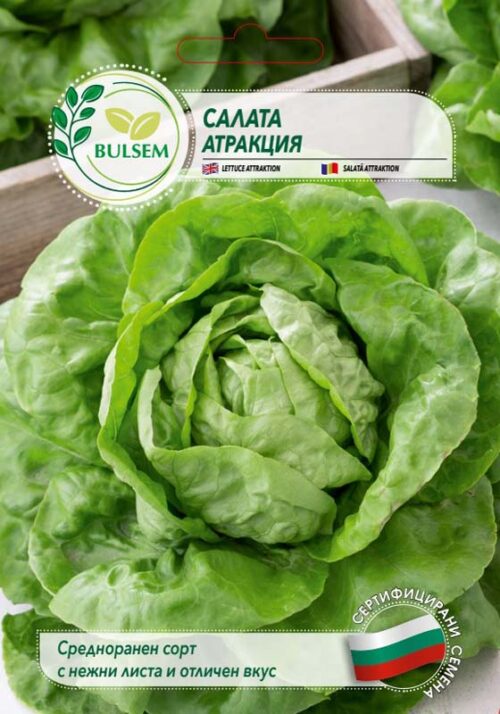 Салата Атракция