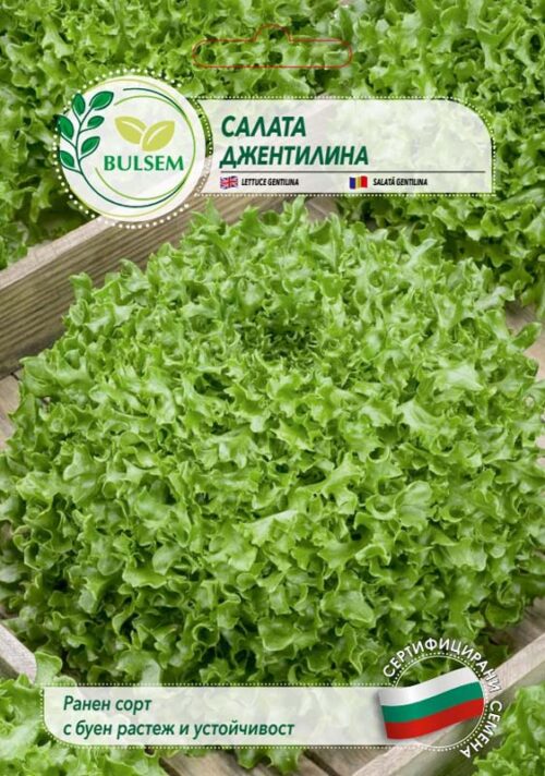 Салата Джентилина