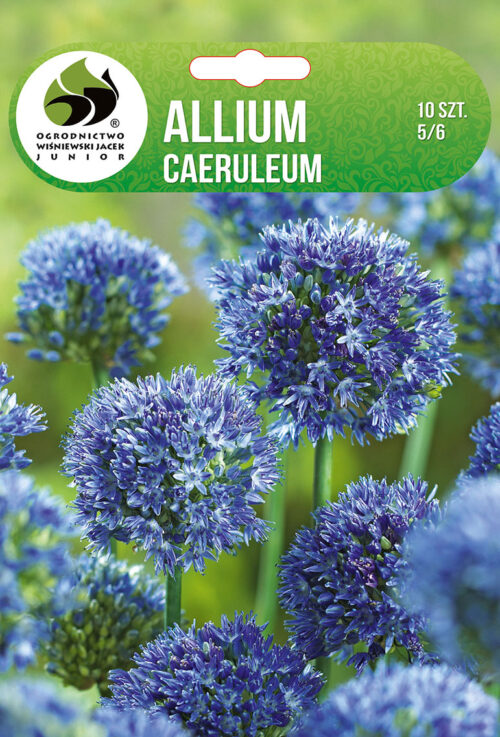 Декоративен лук Caeruleum - 10бр.