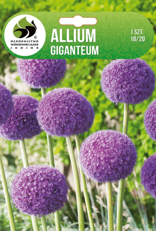 Декоративен лук Giganteum - 1бр.