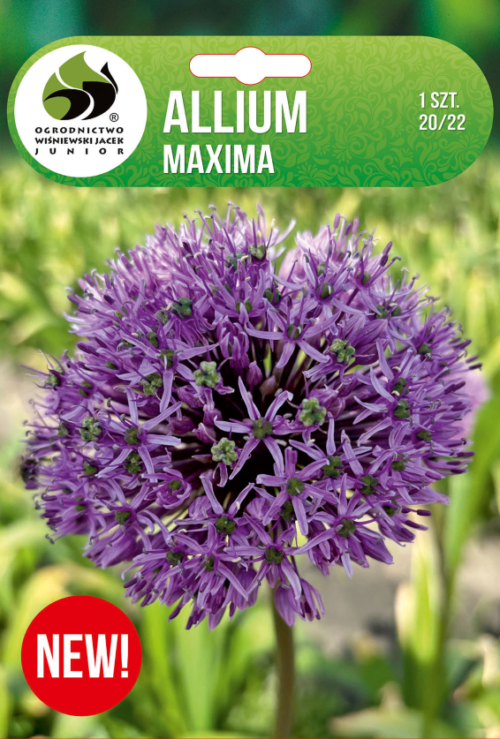 Декоративен лук Maxima - 1бр.