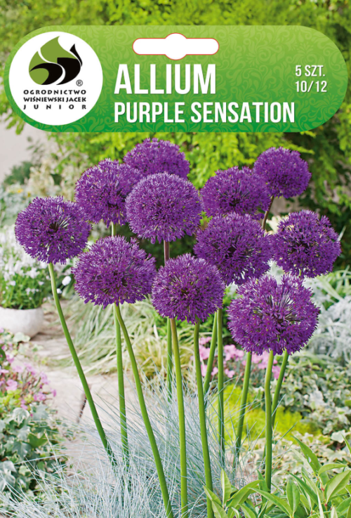 Декоративен лук Purple Sensation - 5бр.