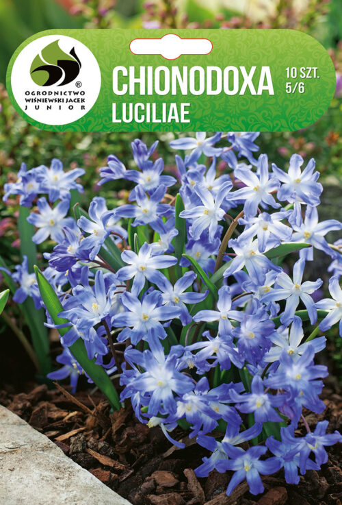 Хионодокса Luciliae - 10бр.