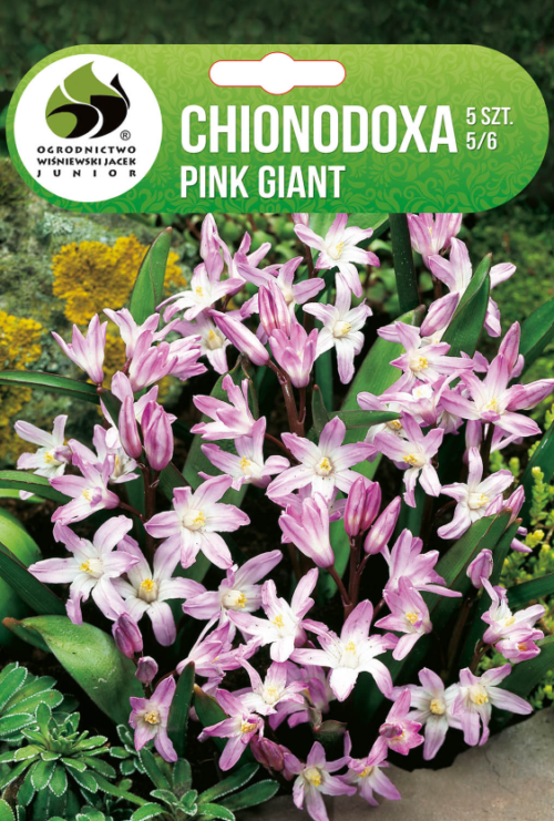 Хионодокса Pink Giant - 5бр.
