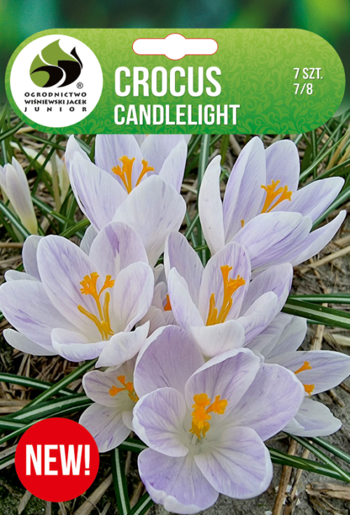 Крокус Candlelight - 7бр.