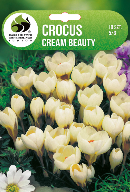 Крокус Cream Beauty - 10бр.