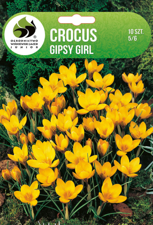 Крокус Gipsy Girl - 10бр.