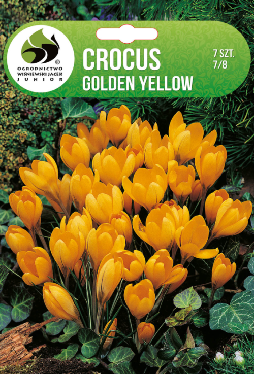 Крокус Golden Yellow - 7бр.