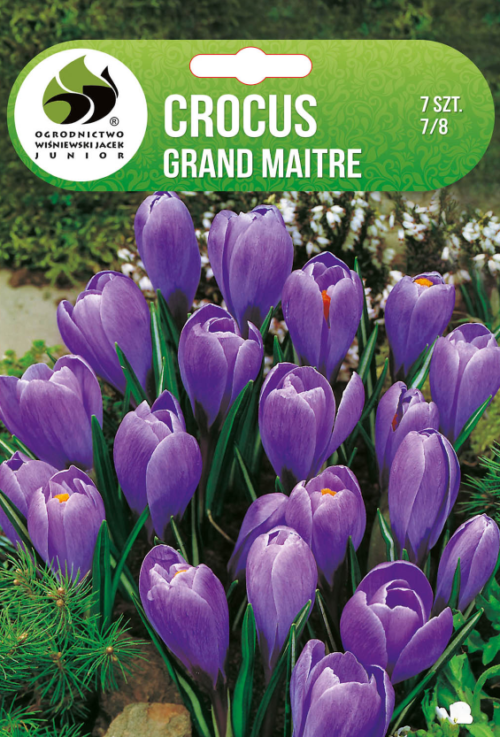 Крокус Grand Maitre - 7бр.