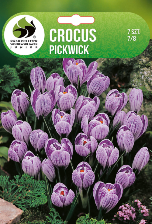 Крокус Pickwick - 7бр.
