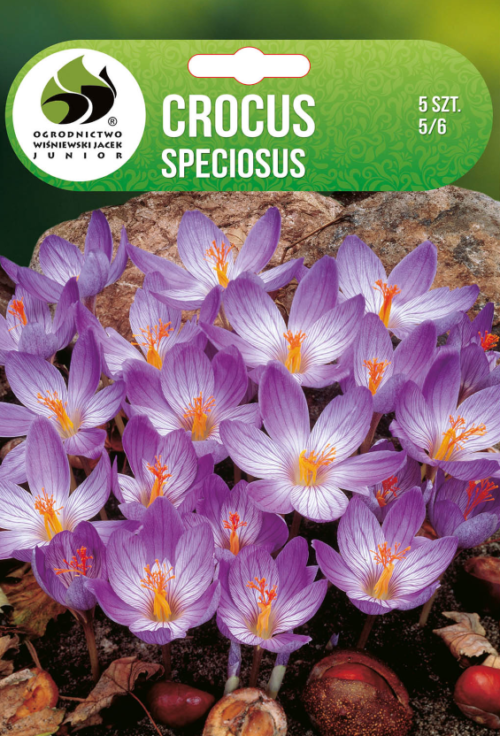 Крокус Speciosus - 5бр.