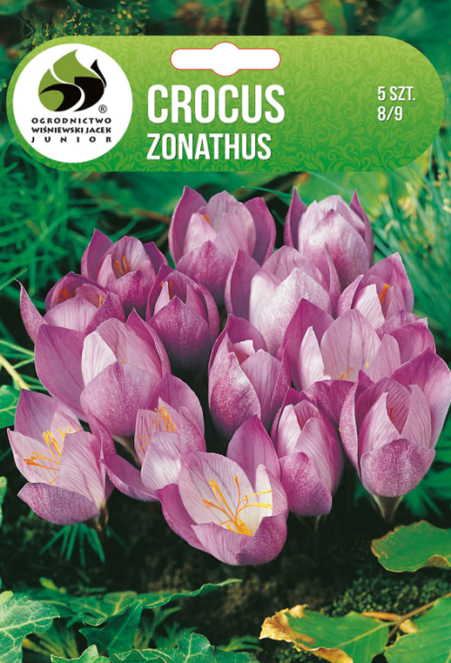 Крокус Zonathus - 5бр.