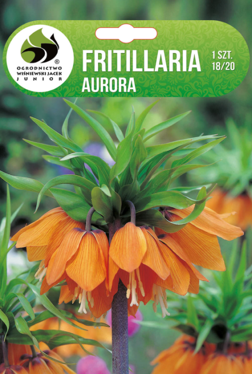Фритилария Aurora - 1бр.