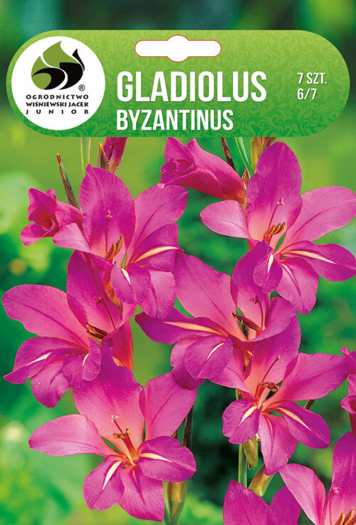 Гладиола Byzantinus - 7бр.