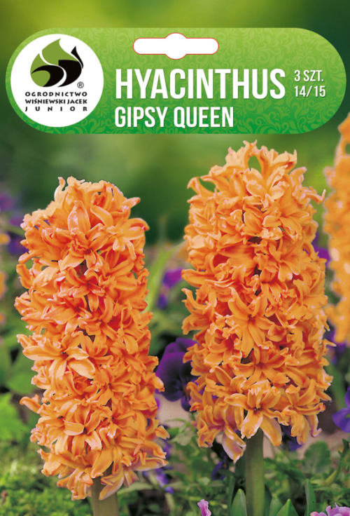 Зюмбюл Gipsy Queen - 3бр.