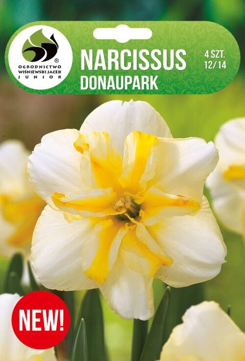 Нарцис Donaupark - 4бр.