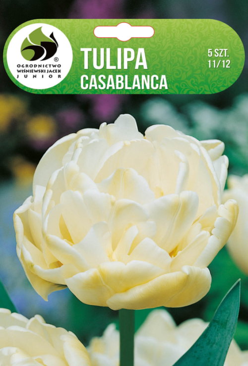 Лалета Casablanca - 5бр.
