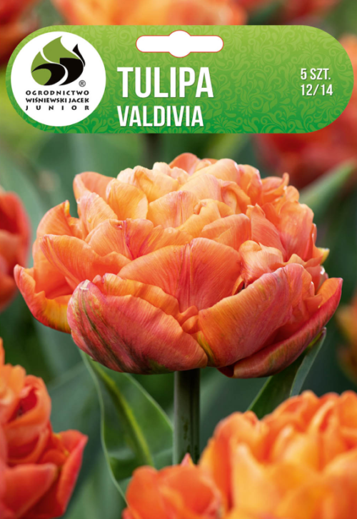 Лалета Valdivia - 5бр.